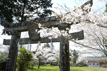 妻垣神社　桜