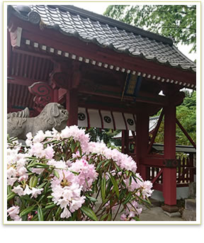 妻垣神社　今年もシャクナゲ満開です