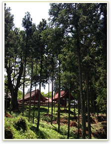 妻垣神社 千二百五十年祭を目前に大規模な境内整備、杉林を一新！
